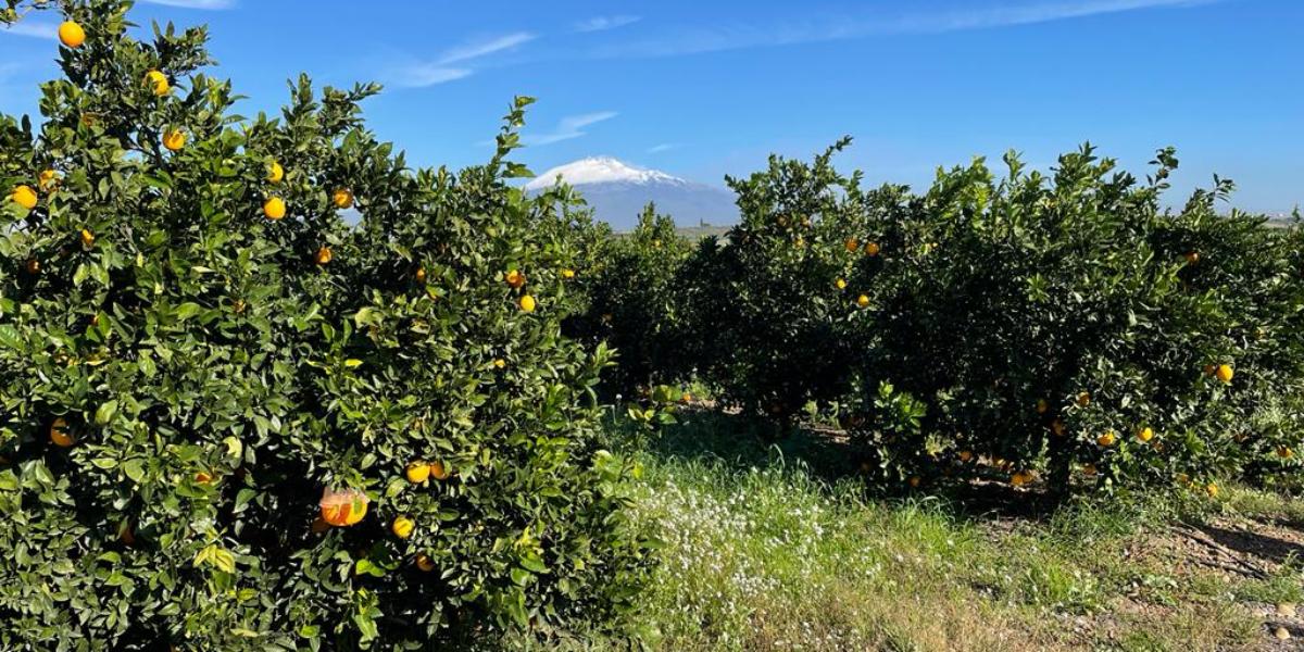 Agrumi, si aspetta il semaforo rosso
